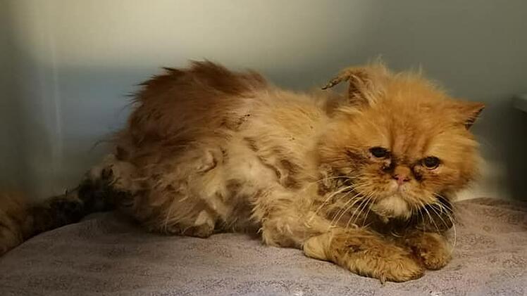 Tierheim Bayreuth: Furchtbarer Fund in Karton - "mehr tot als lebendig"