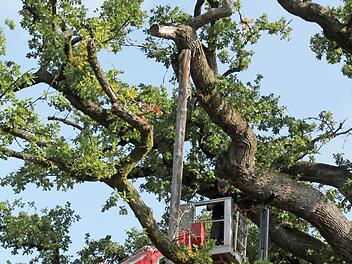 Die König-Ludwig-Eiche wurde 2012 mit Stützen versehen.Foto: Archiv/Benedikt Borst