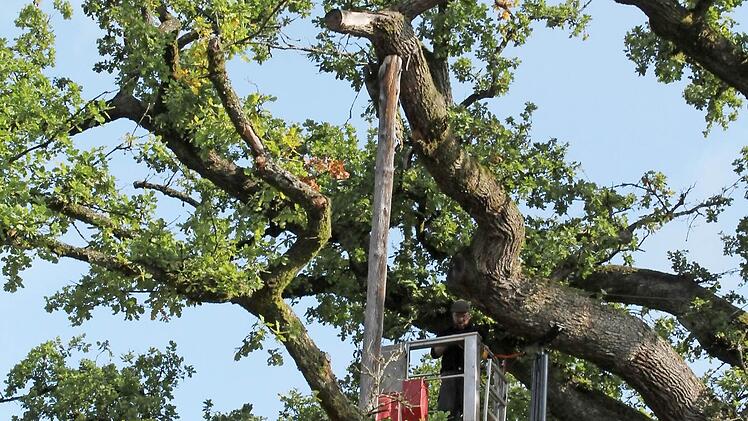 Die König-Ludwig-Eiche wurde 2012 mit Stützen versehen.Foto: Archiv/Benedikt Borst