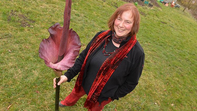 Der "Titanwurz" in voller Blüte: Dagmar Stein präsentiert die außergewöhnliche Pflanze. Foto: Ronald Rinklef
