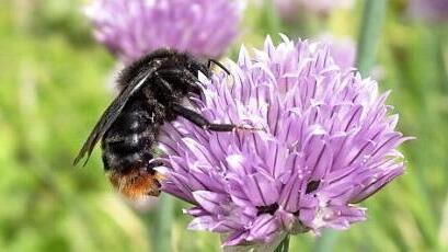 Eine Biene bei der Pollenaufnahme an einer Blüte  Foto: Bernhard Reiser