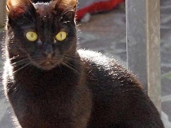 B&auml;rbel wartet auf ihre Menschen.