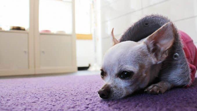 Pelzmäntelchen für den Hund Foto: Christian Bauriedel