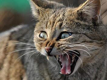 Die Wildkatze schleicht wieder durch die Wälder des Coburger Landes. Foto: Martin Schutt/dpa