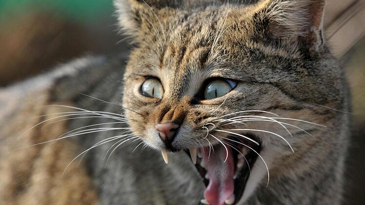 Die Wildkatze schleicht wieder durch die Wälder des Coburger Landes. Foto: Martin Schutt/dpa