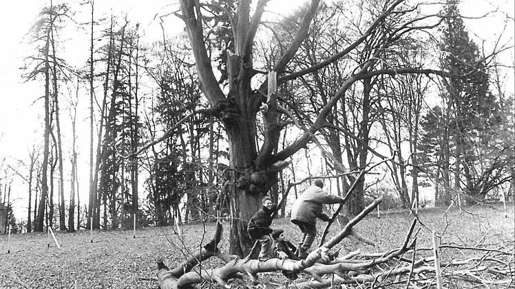 Sturmschäden im Coburger Hofgarten: Diese betagte Rotbuche musste vor genau 20 Jahren gefällt werden.Foto: CT-Archiv/Tanja Wippenbeck