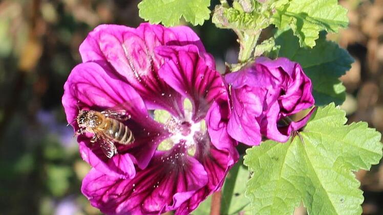 Die Bienen finden Nahrung und Lebensraum.    Foto: Evi Seeger