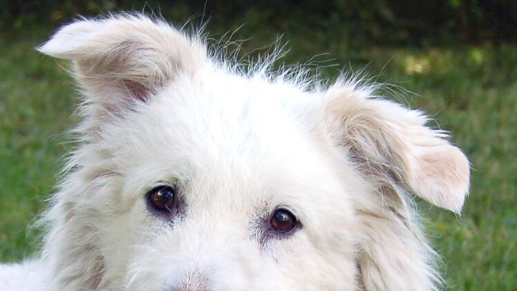 Tierhilfe Franken e.V.: Hund "Maya" findet totes Herrchen - "nun hat sie niemanden mehr"