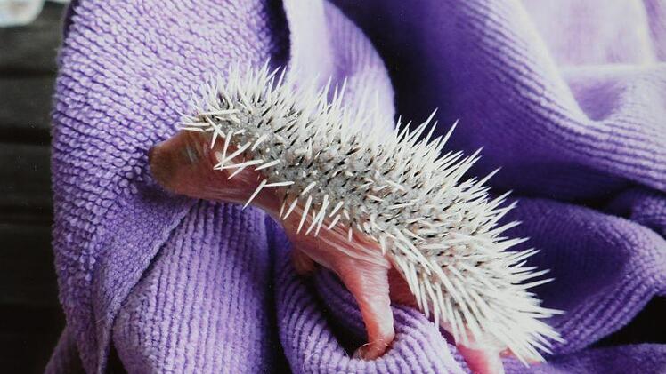 Repro: Barbara Herbst