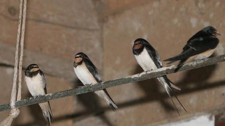 Junge Rauchschwalben sammeln sich in einem Pferdestall in Stöppach für ihren Flug in den Süden. Foto: Michael Stelzner