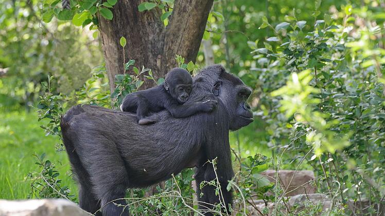 Gorillas im Tiergarten Nürnberg