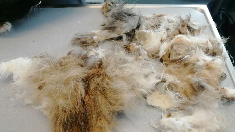 Tierheim Hof: Katze einfach in Karton auf Friedhof ausgesetzt - "Waren sprachlos"