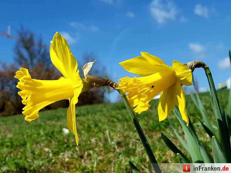 Leserbilder: Sommerliches Franken im März