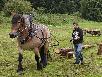 Mit dabei war der amtierende mitteldeutsche Meister im Holzrücken, Mike Jakob, mit seinem Kaltblüter Zilli.  Foto: Gabi Arnold