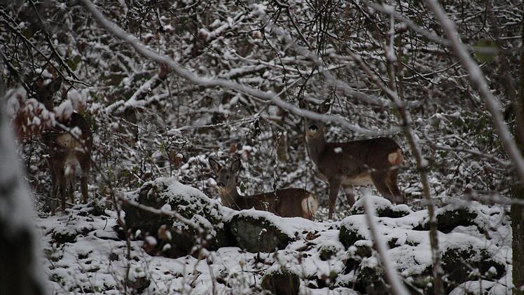 Das Waldgebiet bei Oberbach ist ein Rückzugsort für Wild, sagt Jagdpächter Hans-Jörg Blank. Foto: Ulrike Müller