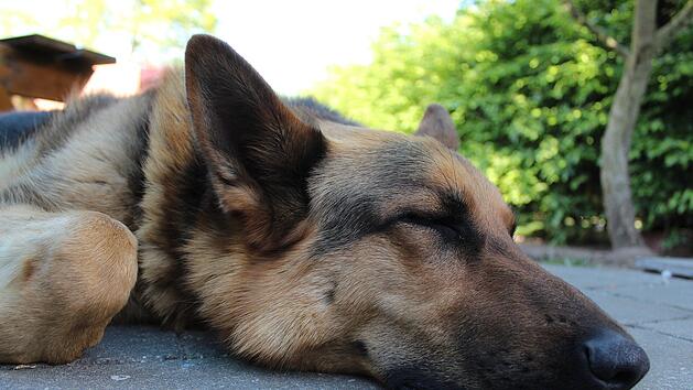 Schweinfurt: Hund ausgesetzt und nun im Tierheim - Polizei bittet um Hinweise