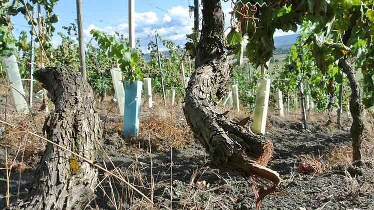 Es ist keine Heldentat, lebende Pflanzen mutwillig zu zerstören. Im Gegenteil, es zeugt schlicht von Feigheit, sich mit seiner Kritik nicht offen und ehrlich an den eigentlichen Adressaten wenden zu können.