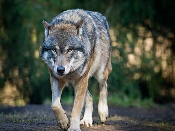 Scheuer Räuber: Vermutlich streifen Wölfe bereits durch Nordbayern. Nicht alle menschlichen Einwohner begrüßen Isegrims Rückkehr. Foto: Patrick Pleul/dpa