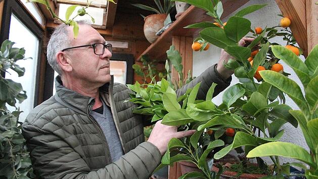 Heinz Zenkel hatte bisher mit dem Gro&szlig;ziehen verschiedenster Pflanzen gro&szlig;es Gl&uuml;ck: Insgesamt 50 Pflanzen &uuml;berwintert er aktuell in mehreren k&uuml;hlen, aber gesch&uuml;tzten R&auml;umen.  Fotos: Theresa Schiffl