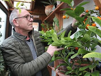 Heinz Zenkel hatte bisher mit dem Gro&szlig;ziehen verschiedenster Pflanzen gro&szlig;es Gl&uuml;ck: Insgesamt 50 Pflanzen &uuml;berwintert er aktuell in mehreren k&uuml;hlen, aber gesch&uuml;tzten R&auml;umen.  Fotos: Theresa Schiffl