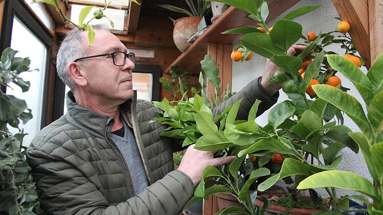 Heinz Zenkel hatte bisher mit dem Gro&szlig;ziehen verschiedenster Pflanzen gro&szlig;es Gl&uuml;ck: Insgesamt 50 Pflanzen &uuml;berwintert er aktuell in mehreren k&uuml;hlen, aber gesch&uuml;tzten R&auml;umen.  Fotos: Theresa Schiffl