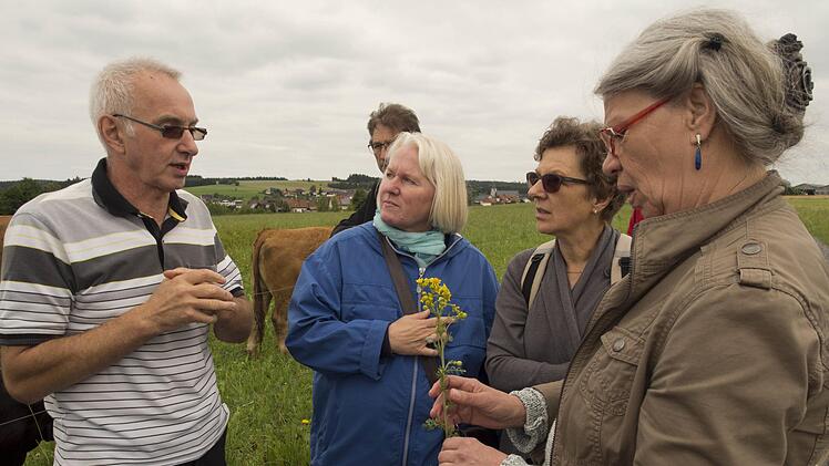 Das Jakobs-Kreuzkraut sieht h&uuml;bsch aus, ist aber hochgiftig. Josef Hader  (l.) entfernt es aus seinen Weiden.