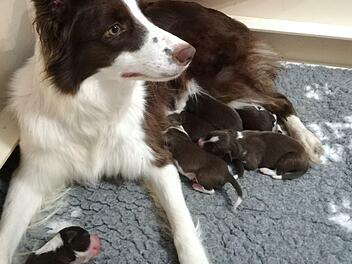 Dyani kümmert sich fürsorglich um ihre sieben Babys. Foto: Heike Beudert