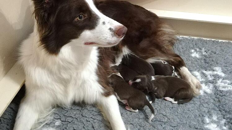 Dyani kümmert sich fürsorglich um ihre sieben Babys. Foto: Heike Beudert