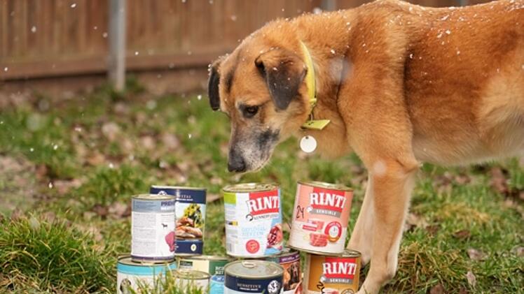 Tierheim Feucht: Hundefutter "schrumpft drastisch" - Aufruf an Bevölkerung gestartet