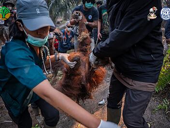 Orang-Utans auf Borneo