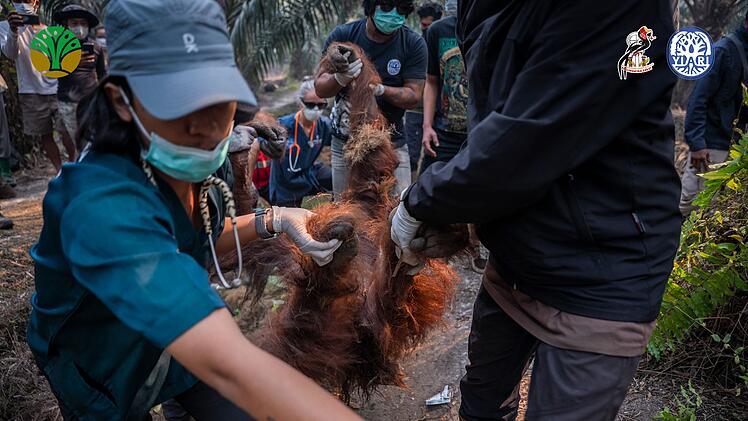 Orang-Utans auf Borneo