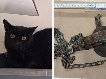 Kater in brutaler Stahlkonstruktion gefangen - "kein vergleichbarer Fall"