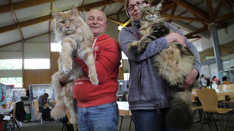 Norbert und Dagmar Hofmann aus Hessen mit ihren beiden Maine-Coon-Katzen Fotos: Gerda Völk