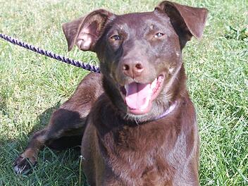 Foxy kommt aus Spanien. Foto: privat