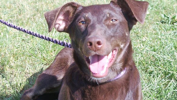 Foxy kommt aus Spanien. Foto: privat