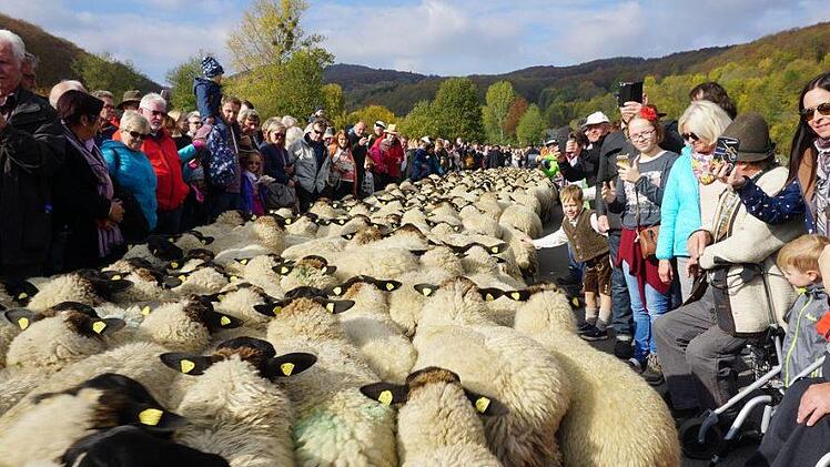 Immer wieder beeindruckend, wenn die Rhönschafherde durch die  Zuschauermenge zieht.