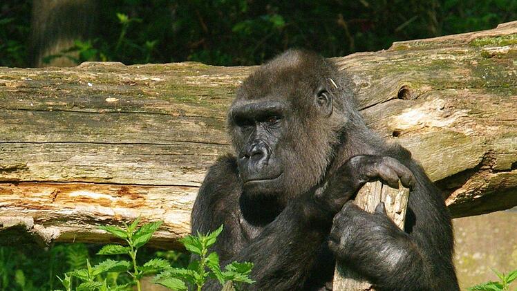 Gorilla Bianca im N&uuml;rnberger Tiergarten. Foto: Helmut M&auml;gdefrau/Tiergarten N&uuml;rnberg