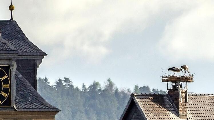 Das Storchenpaar hat gleich mit der Neuausstattung des Nests begonnen.