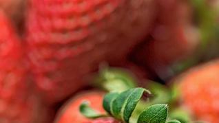 Erdbeeren in Freiburg