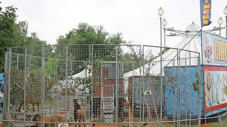Löwenkäfig mitten in der Stadt: Der seltene Anblick sorgt in Kulmbach für Gesprächsstoff rund um den Zirkus Althoff. Foto: Andreas Schmitt