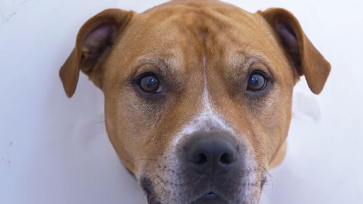 Im Tierheim muss der 11-J&auml;hrige operiert werden.