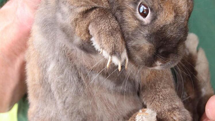 Weitere Tiere lebten in dem Haus in Bad Bocklet.