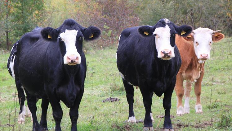 Die Rinder sind neugierig, wer da hinterm Zaun steht und sie besucht. Foto: Matthias Einwag