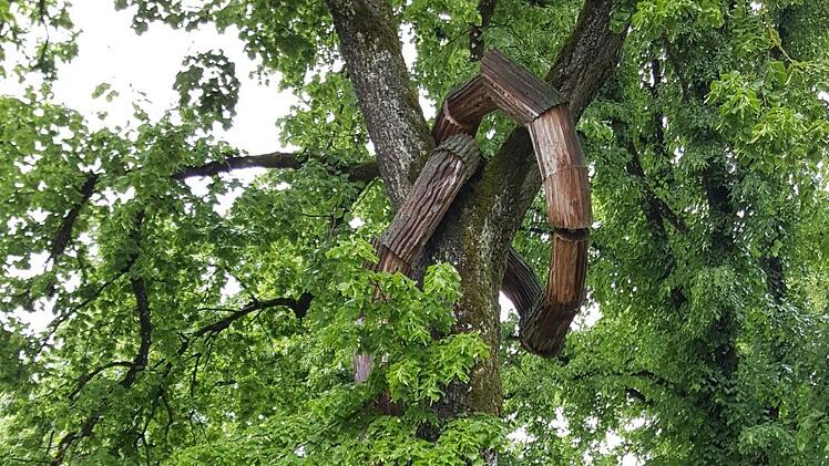 Heidenheim: Baum-Kunstwerke an den Wegen zum Schloss Foto: Christofzik