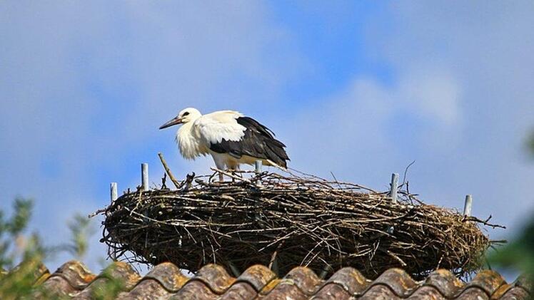Hier sitzt der Jungvogel im Nest. Er ist schon fast so groß wie seine Eltern und triniert auch schon seine Flugmuskulatur. Foto: Hans-Peter Schönecker