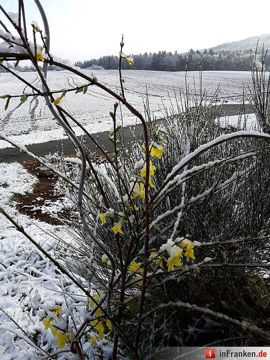 Blüten im Schnee :-) Raum Bayreuth Foto: Sunny74