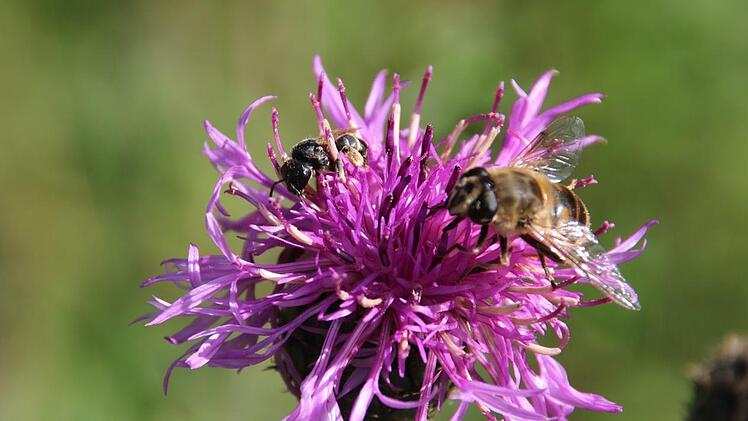 Die Skabiosen-Flockenblume dient Bienen als Futterpflanze.