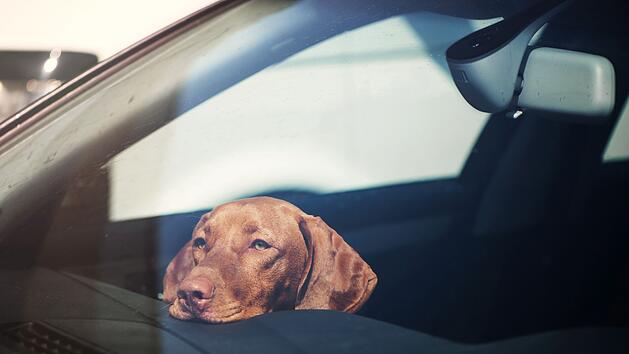 Hund bei Hitze im Auto gelassen: Diese Strafe droht Haltern