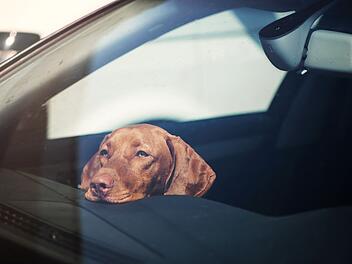 Hund bei Hitze im Auto gelassen: Diese Strafe droht Haltern