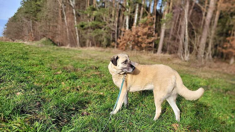 Tierheim Kulmbach: Hündin Sulti sucht vergeblich nach Zuhause - zahllose Versuche seit zwei Jahren gescheitert